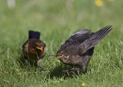 黑鸟狩猎的蠕虫图片