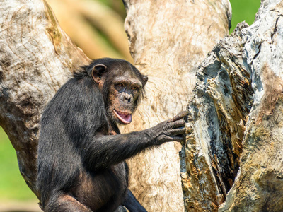 树上的非洲黑猩猩