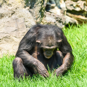 面对 倭黑猩猩 可爱的 动物 丛林 非洲 哺乳动物 平底锅