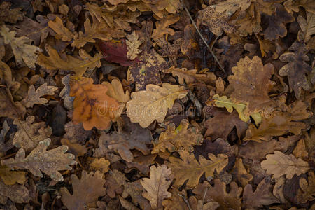 树叶 特写镜头 五颜六色 秋天 灌木丛 季节 美丽的 温暖的