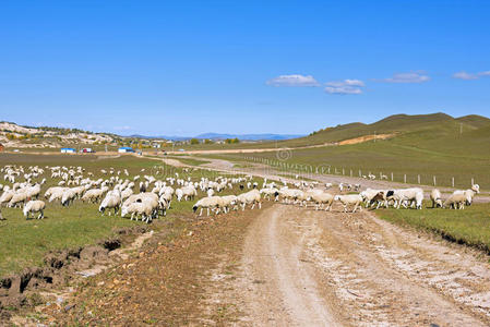 草地上的一群羊