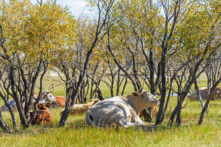 日光 农业 地区 环境 奶牛 乡村 领域 落下 自然 生物学