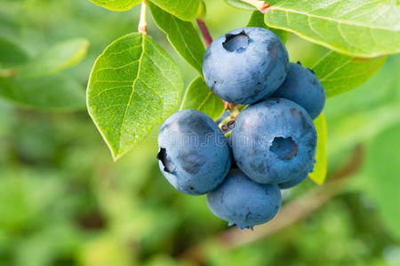 灌木丛上的蓝莓