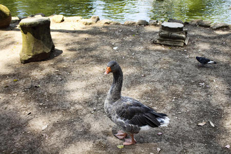 博格塞花园人工湖附近的鸭子
