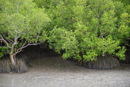海景 环境 生态系统 托罗 灌木 沼泽 森林 纹理 植物