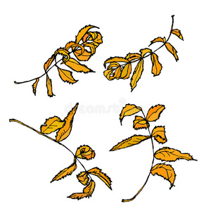 植物 秋天 复古的 海报 插图 概述 自然 落下 环境 铅笔