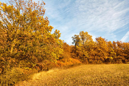 令人惊叹的秋天景观与五颜六色的森林