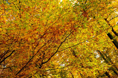 秋天的森林和五颜六色的树叶。