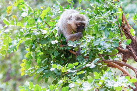 南非克鲁格国家公园的猿类