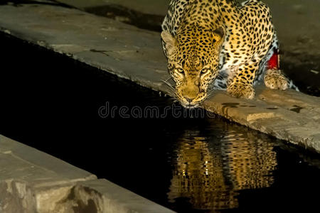 晚上在克鲁格国家公园喝非洲豹