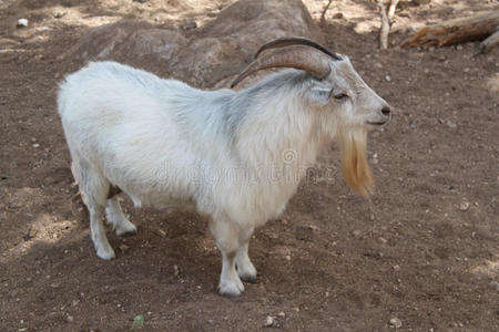 长角的山羊图片