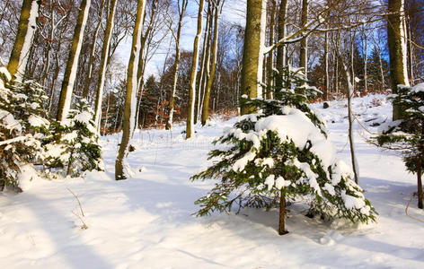 带有雪杉树的圣诞背景。