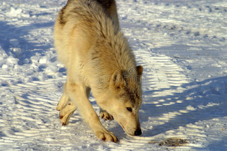 冬天 哺乳动物 狼狗 猎人 毛茸茸的 豺狼 毛皮 美丽的