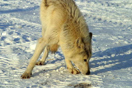 冬天 毛茸茸的 捕食者 动物群 自然 猎人 哺乳动物 狼狗