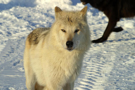 冬天 野生动物 鼻子 自然 狼狗 毛茸茸的 哺乳动物 动物群