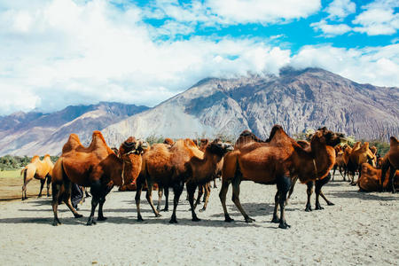 印度骆驼图片-印度骆驼素材-印度骆驼插画-摄图新视界