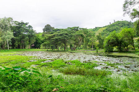 场景 美丽的 颜色 国家 土地 环境 森林 园艺 风景 莲花