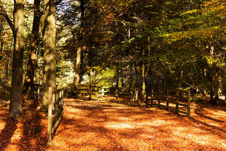 植物区系 环境 木材 太阳 美女 阳光 自然 公园 落下