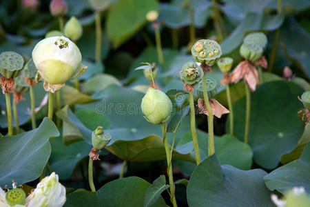 好的 宗教 特写镜头 植物 花的 花束 莲花 香水 植物学