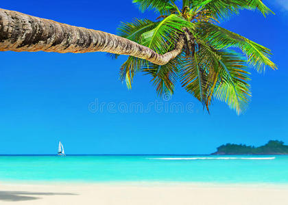 海湾 豪华 珊瑚 海滩 天堂 地标 目的地 椰子 海洋 帆船