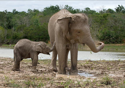 宝贝和亚洲大象的妈妈在一起。 印度尼西亚。 苏门答腊岛。 去坎巴斯国家公园。