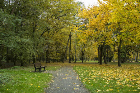 秋天公园有树木和树叶照片。 漂亮的照片，巴克