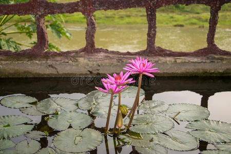 花的 花瓣 百合花 植物区系 美女 盛开 美丽的 池塘 栅栏