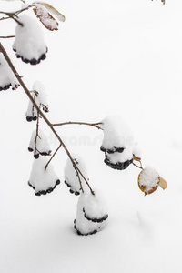 阿洛尼亚被花园里第一个毛茸茸的雪覆盖着