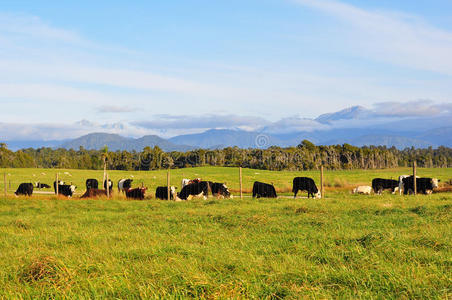 新西兰的牛和山