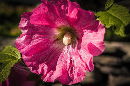 明亮的粉红色芙蓉