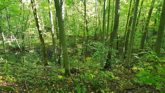 野生动物 树林 植被 湿地 森林 鸭子 树干 生态系统 沼泽