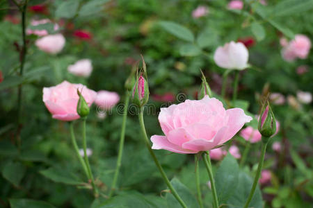 生长 花农 植物区系 自然 情人 美女 招呼 美丽的 浪漫