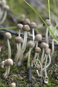蘑菇 树桩 真菌 森林 传播 生活 鸡皮疙瘩 自然 苔藓