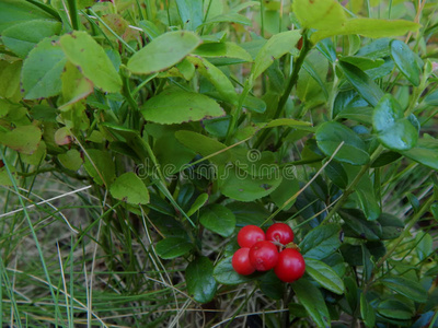 蔓越莓 浆果 甜点 杨梅 水果 食物 沼泽 小红莓 特写镜头