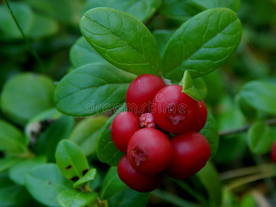 公司 森林 季节 饮食 水果 小红莓 植物 灌木 蔓越莓