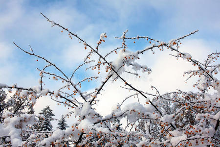 阳光明媚的白雪覆盖的公园