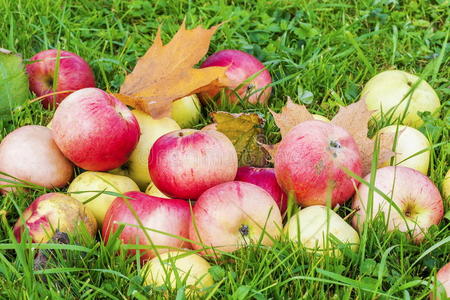 秋天的苹果在草地上