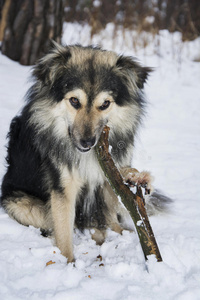 冬天 乐趣 美丽的 猎犬 公园 天气 漂亮的 犬科动物 季节