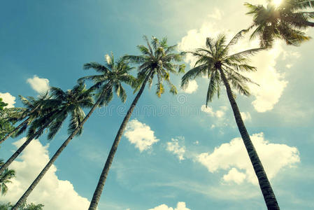 热带海滩蓝天上的椰子棕榈树