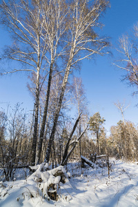 西伯利亚 序列号 十二月 假日 森林 天空 风景 俄罗斯