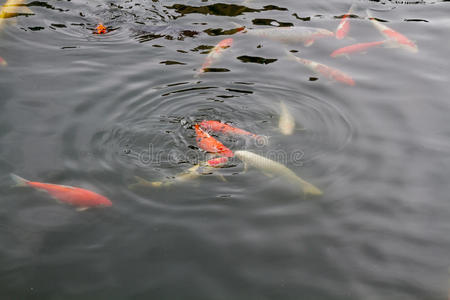 鲤鱼在池塘里游泳