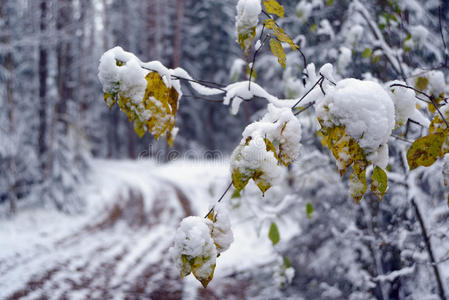 森林里的第一场雪