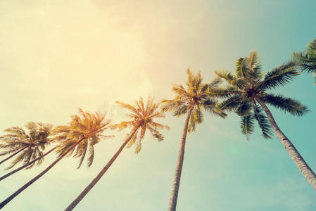 海滨热带海岸的椰子棕榈树