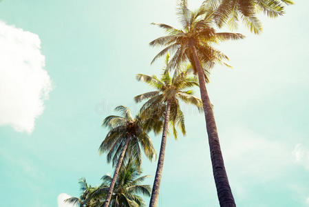 椰子棕榈树在海滩蓝天与阳光
