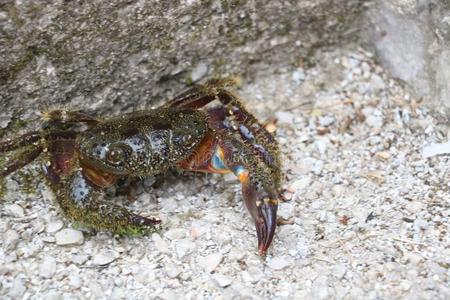 动物 海的 甲壳类动物 营养 自然 美味的 甲壳 生活 生物