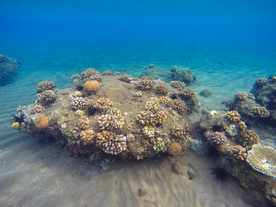 丰富多彩的海洋生活。 热带海滨有倒影。 浮潜照片。