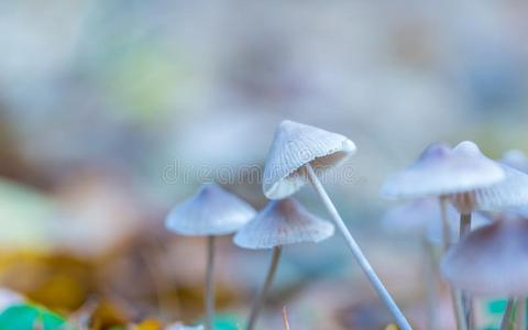 危险的 蘑菇 帽子 鹦鹉螺 家庭 美丽的 苔藓