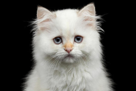 毛茸茸的英国品种猫白色在孤立的黑色背景
