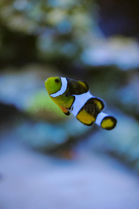 海洋 形象 珊瑚 深的 水下 自然 美女 动物 旅行 水族馆