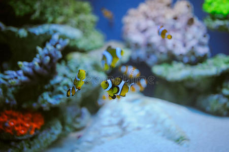 海洋 深的 形象 运动 暗礁 水族馆 美女 水下 潜水 海的